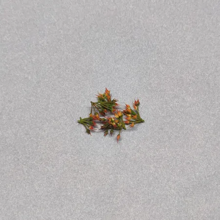 10 - środeczki małe czerwone