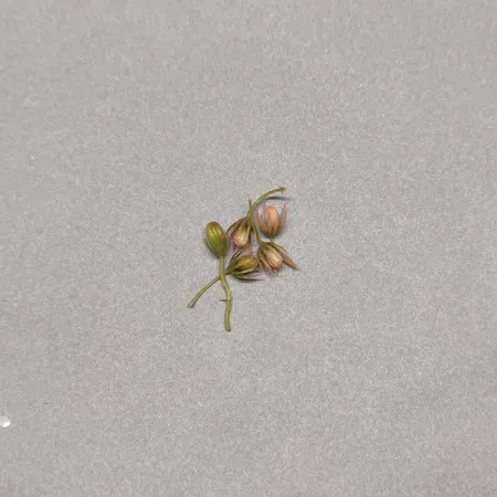 36 - środeczki  koszyczki kremowe